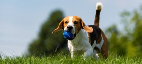 Schade door uw huisdier kan flinke gevolgen hebben